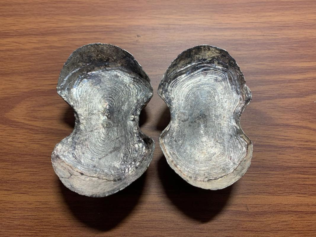 贵金属银(贵金属银的行情)